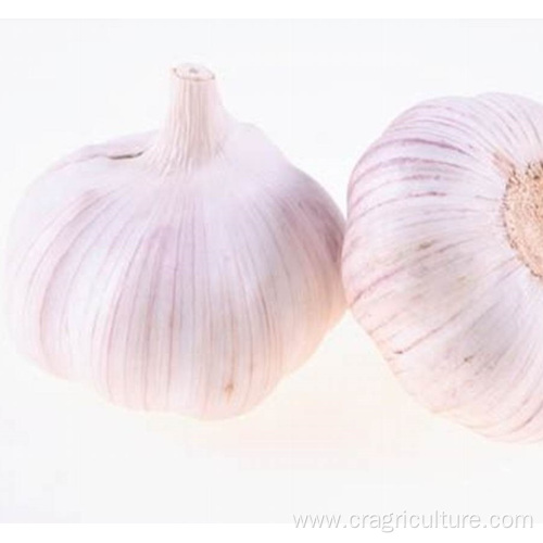 Export 5.5cm Dried Red Garlic Price